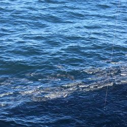 飲ませ釣りでハネ
